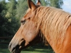 73-458-norika
