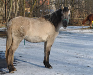 Chewal - PAULA - hispano-lusitánský kůň